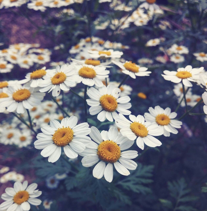 Daisy