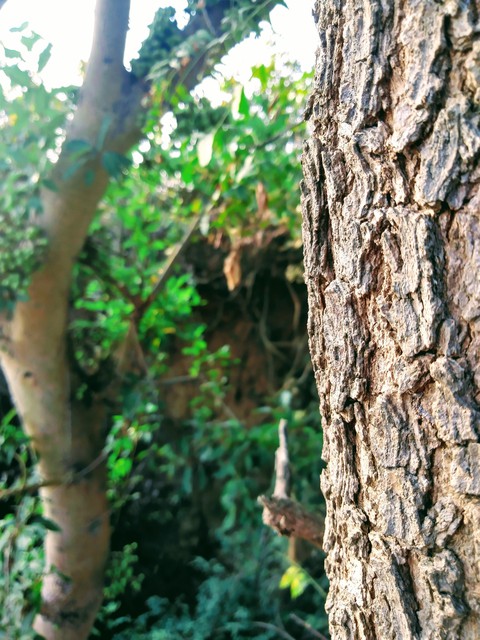 Beauty of Nature