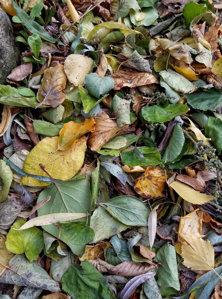 Leaf