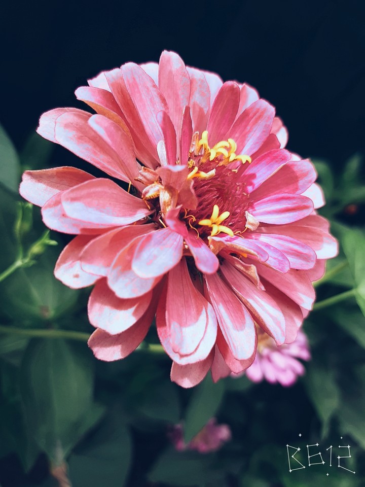 `•●°\flower/°●•'