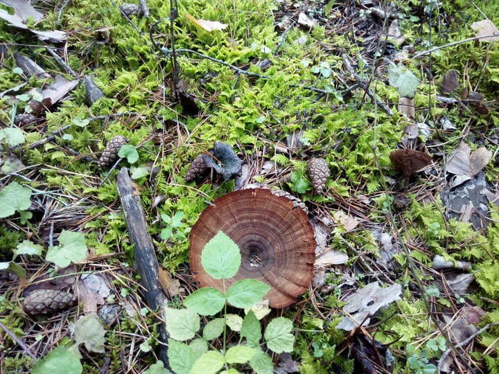 A forest