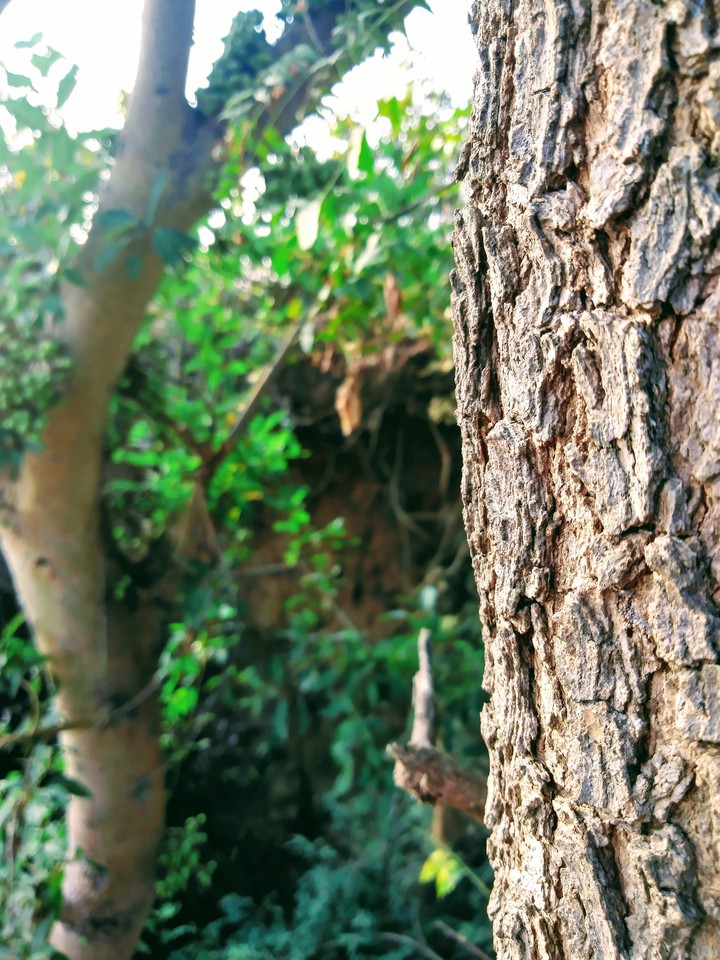 Beauty of Nature