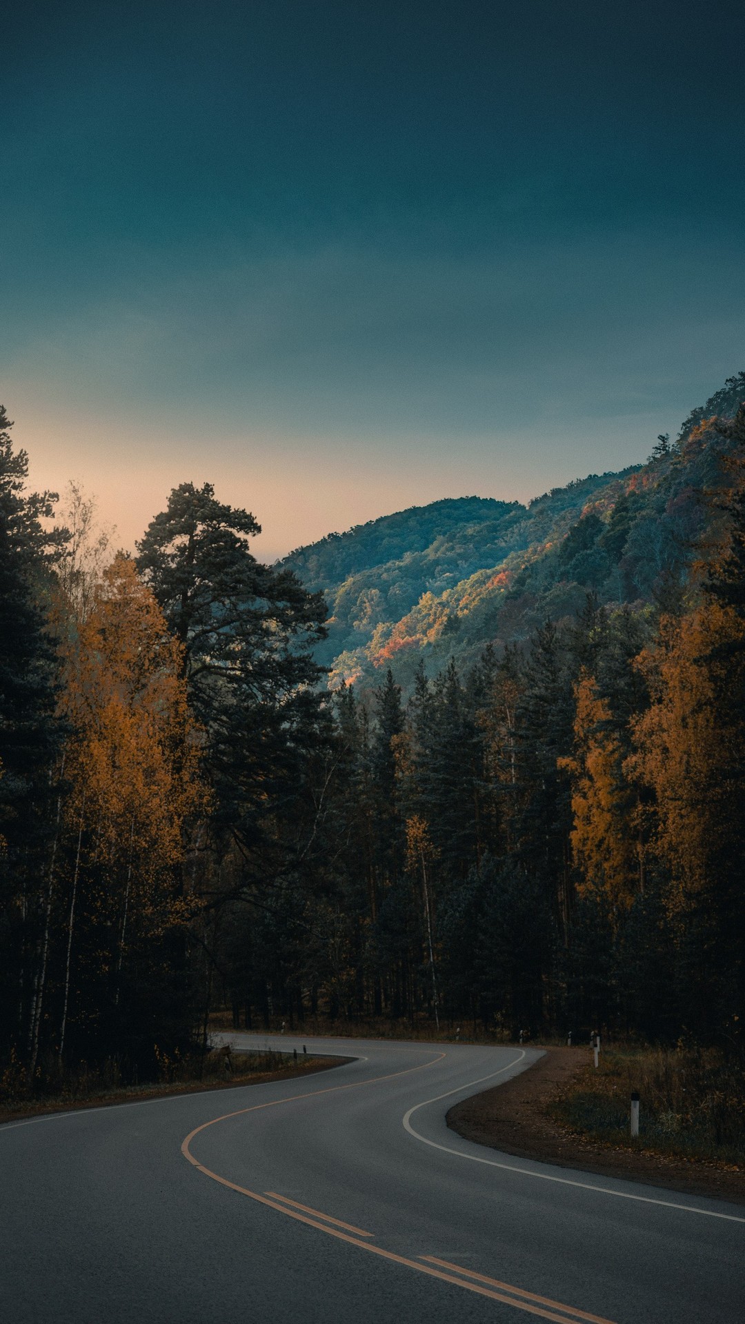 tapety forest, landscapes