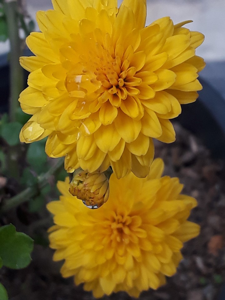 yellow flower