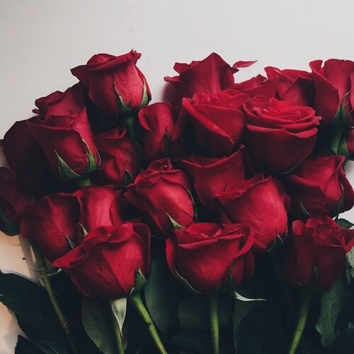 Rose Dp..