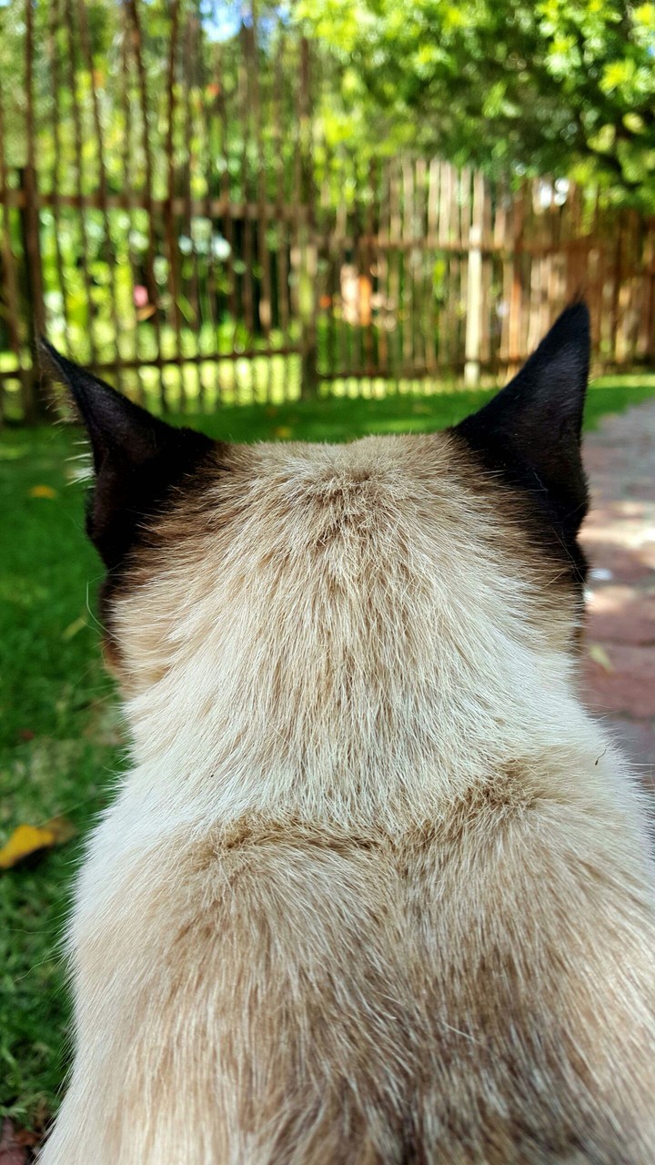 Cats