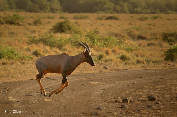 safari shot