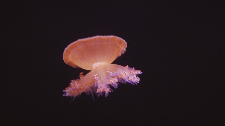 jellyfish