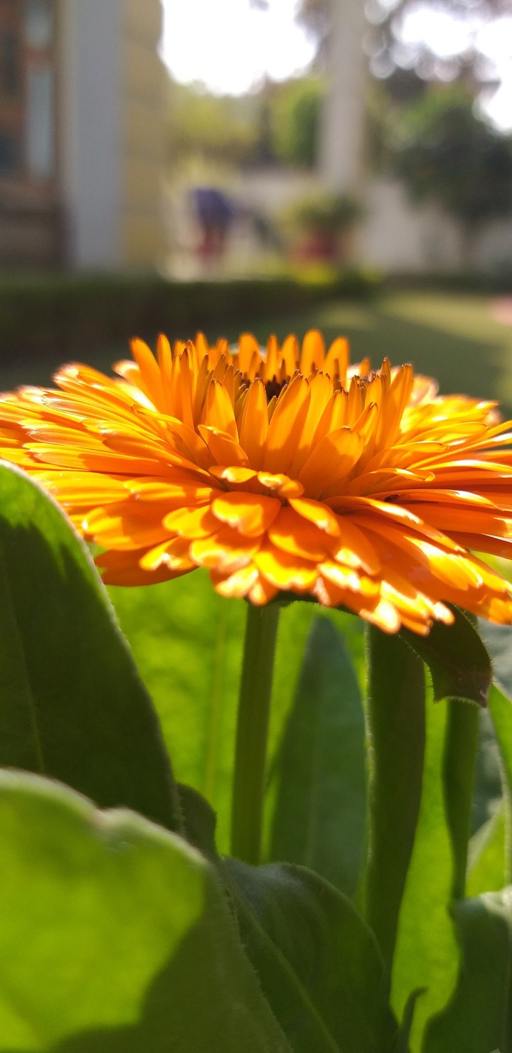 Yellow Flower