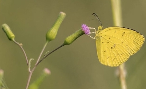 тапети insect, plant