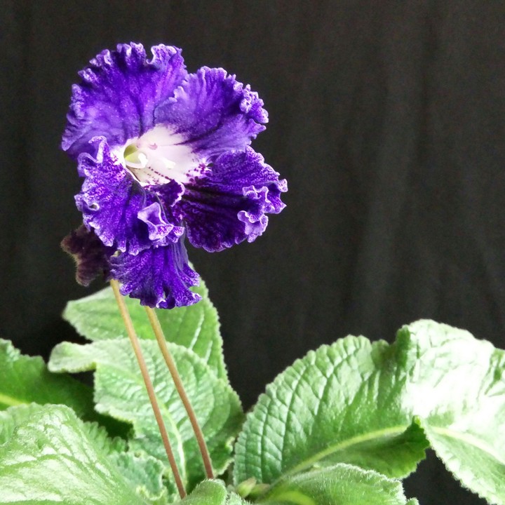 my flower