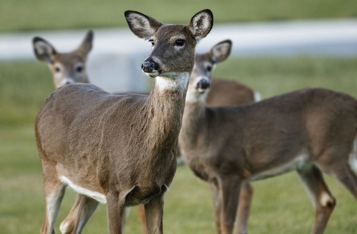 Deers