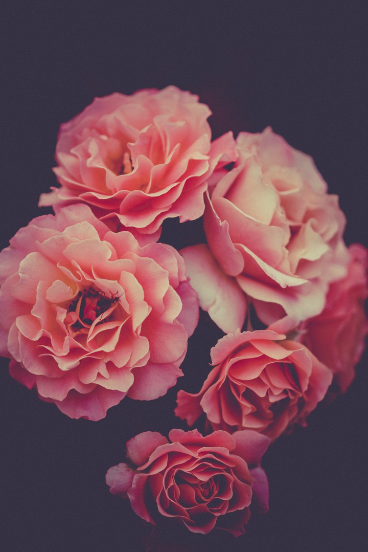 red love rose