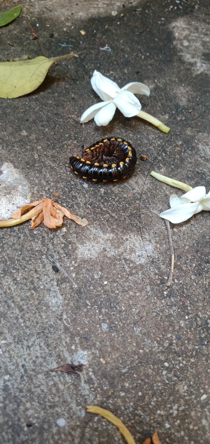 leech