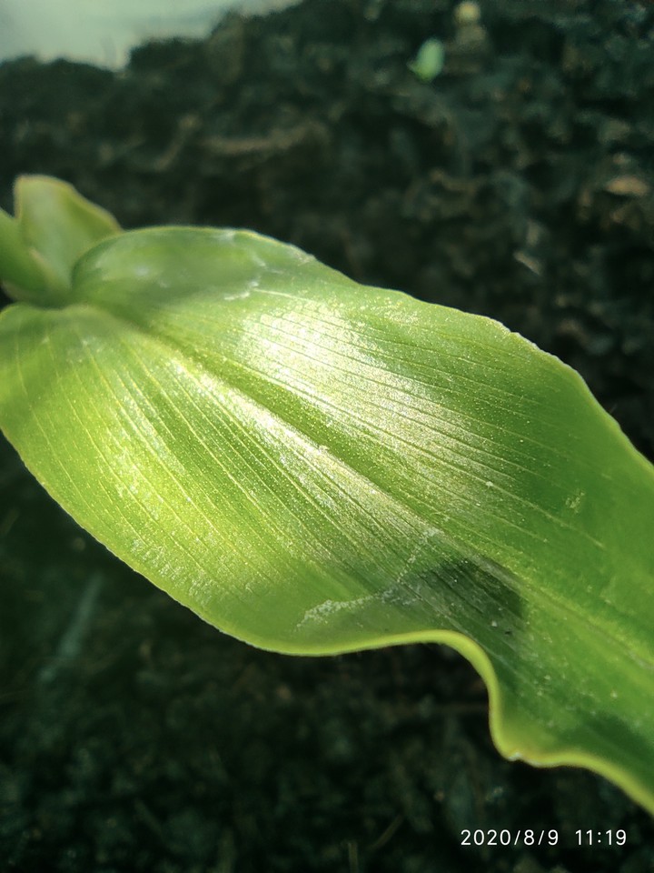green leaf plant