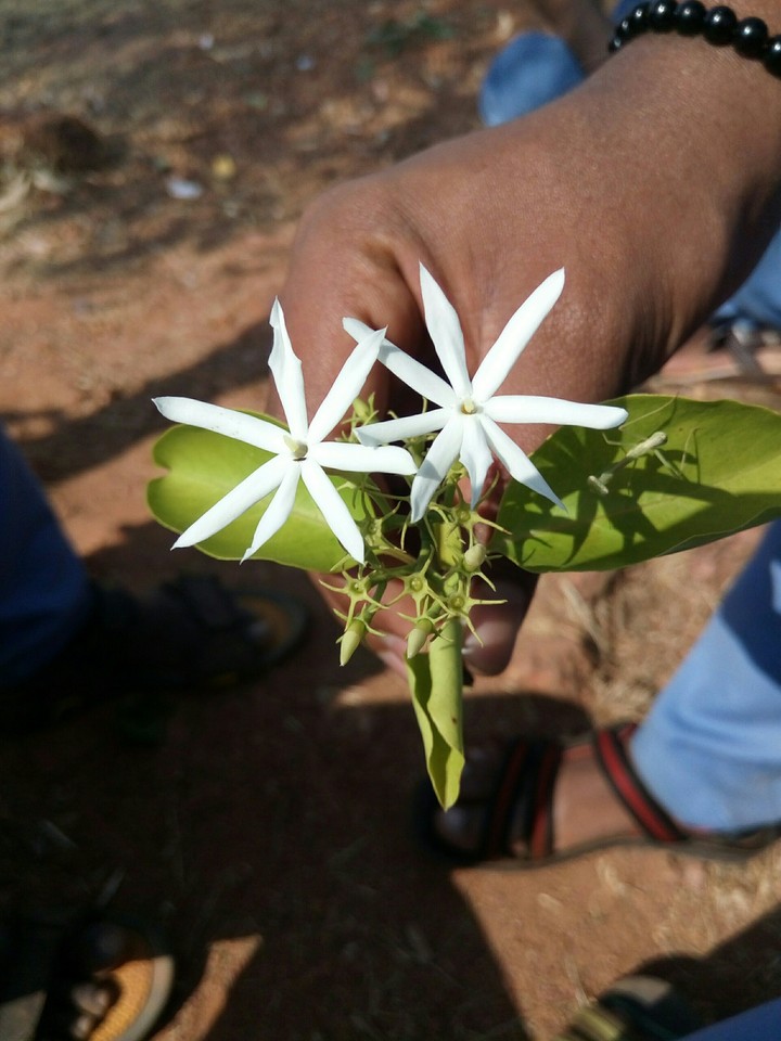 forest jasmin