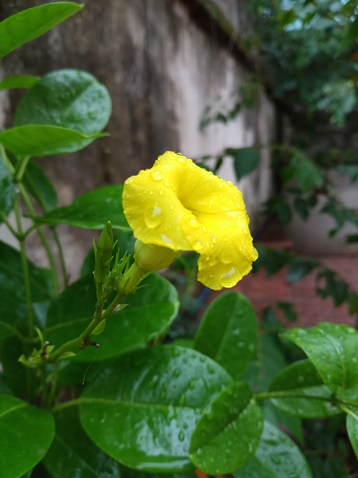 Single Yellow Flower