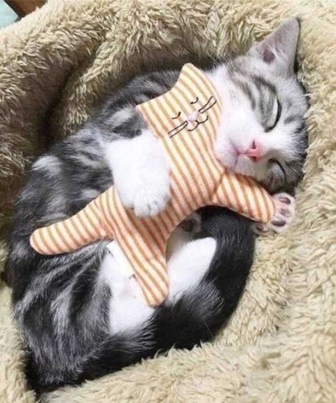 good night