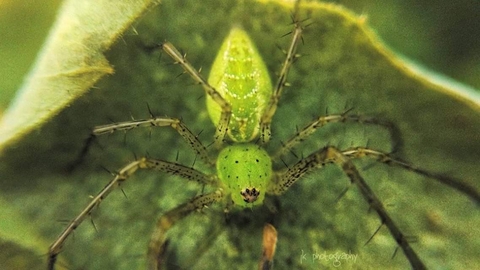 green