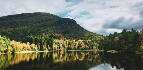 Norway tree