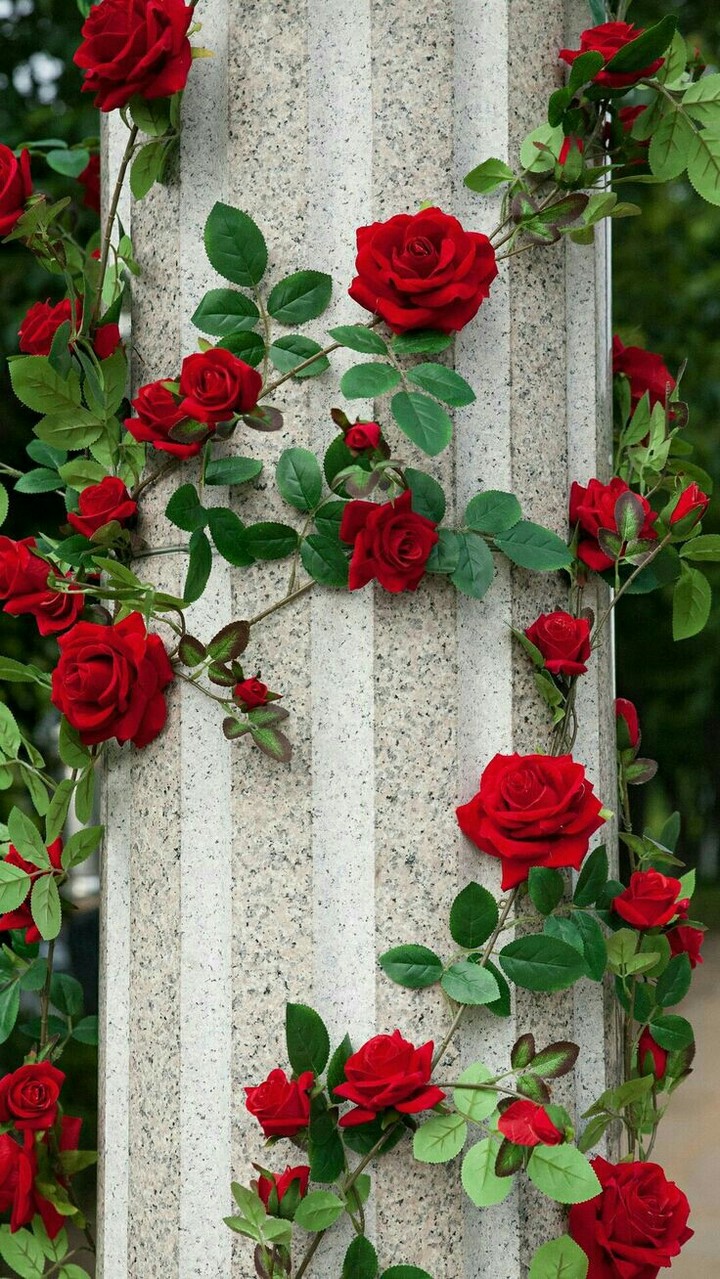 Roses