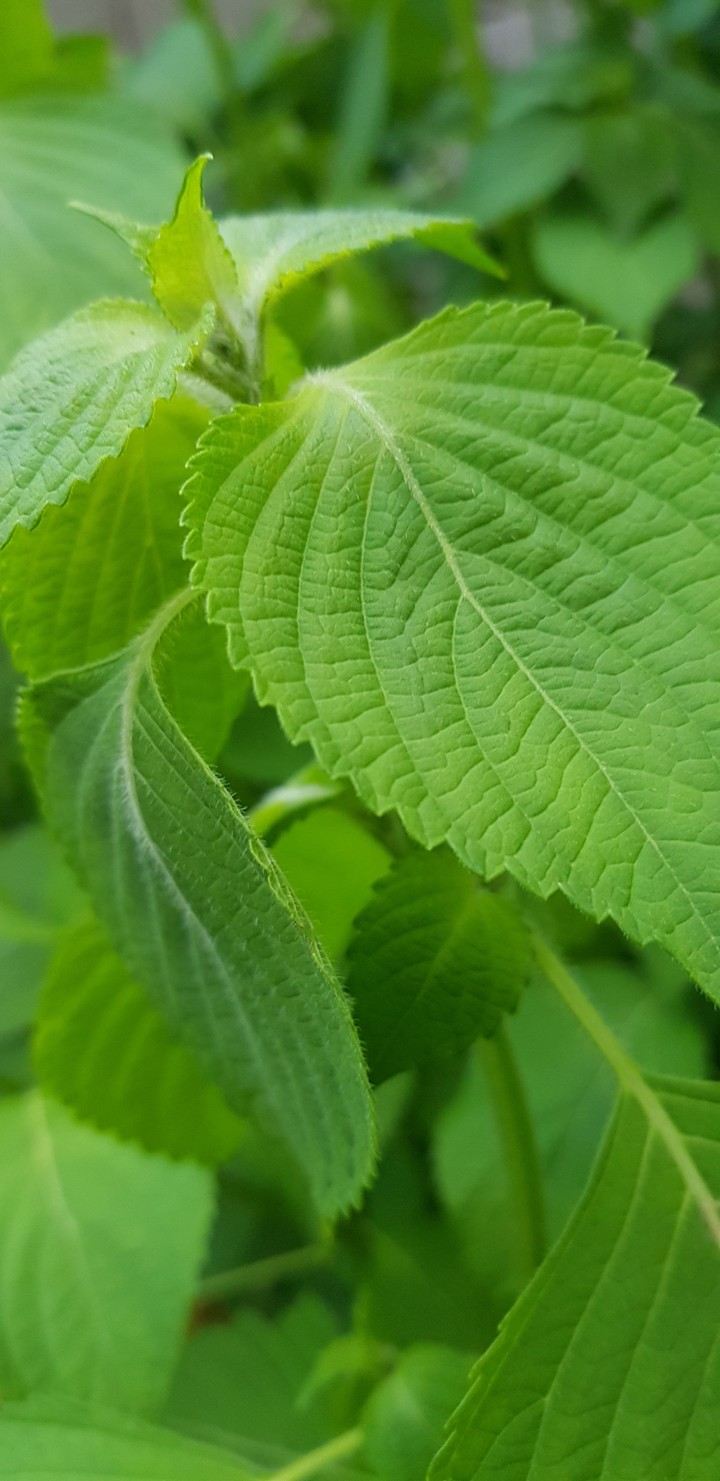 깻잎