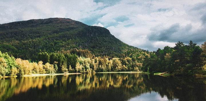 Norway tree