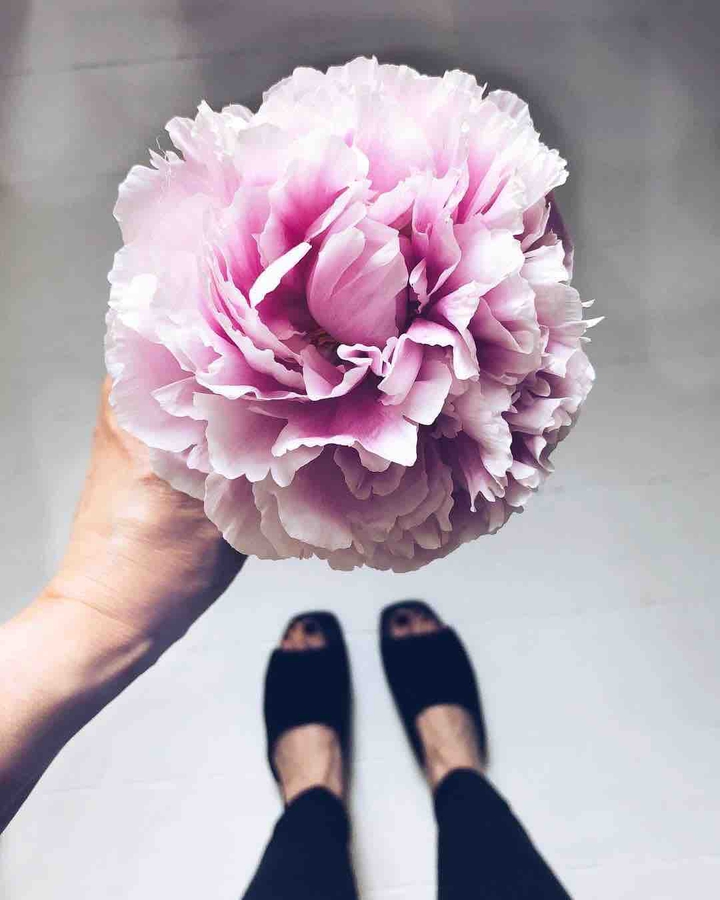 pink flower