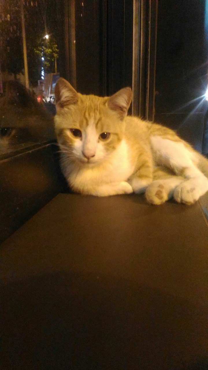 hello cat