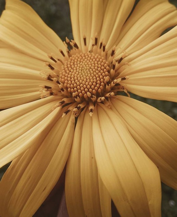 natural flower