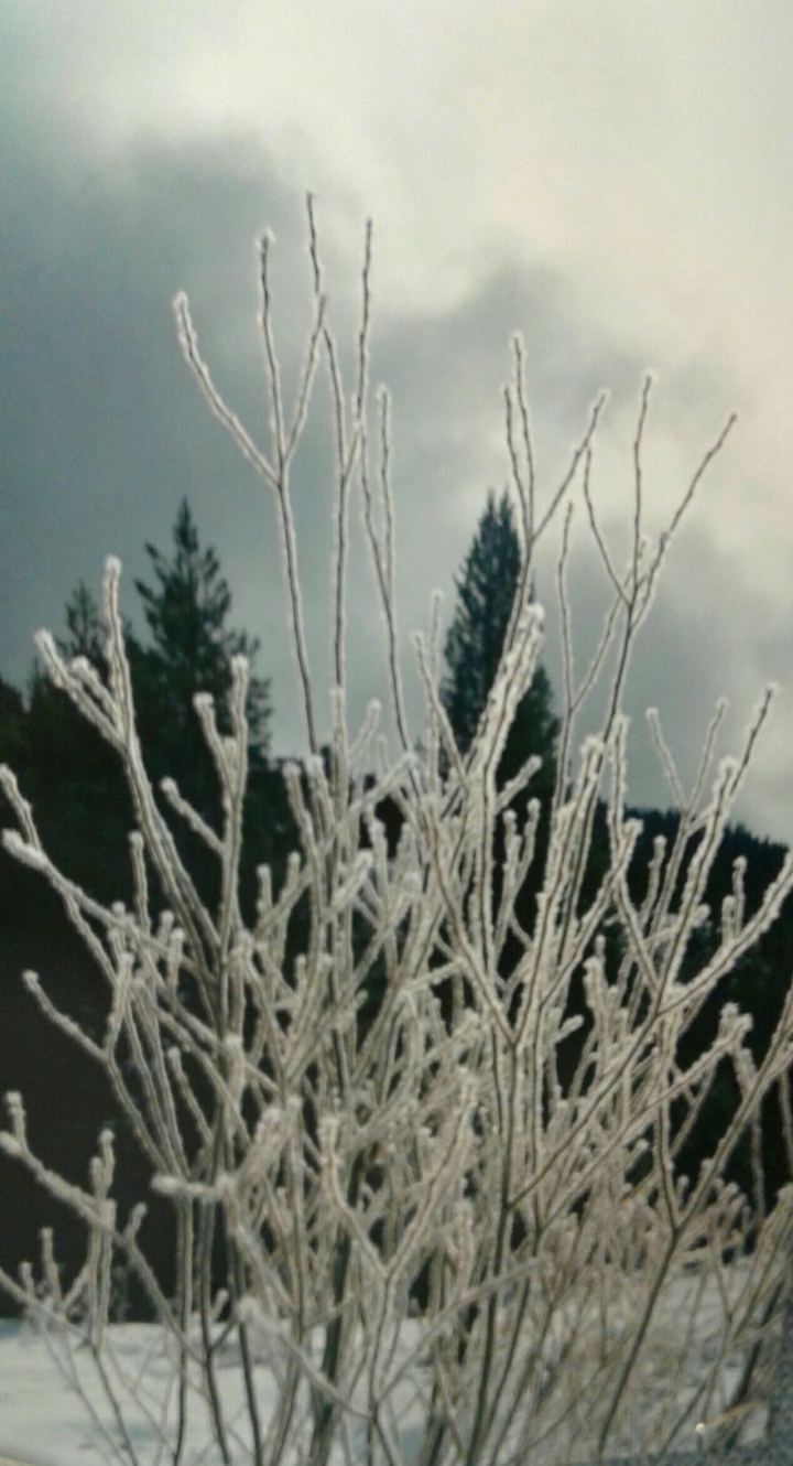 sticks covered in ice crystals