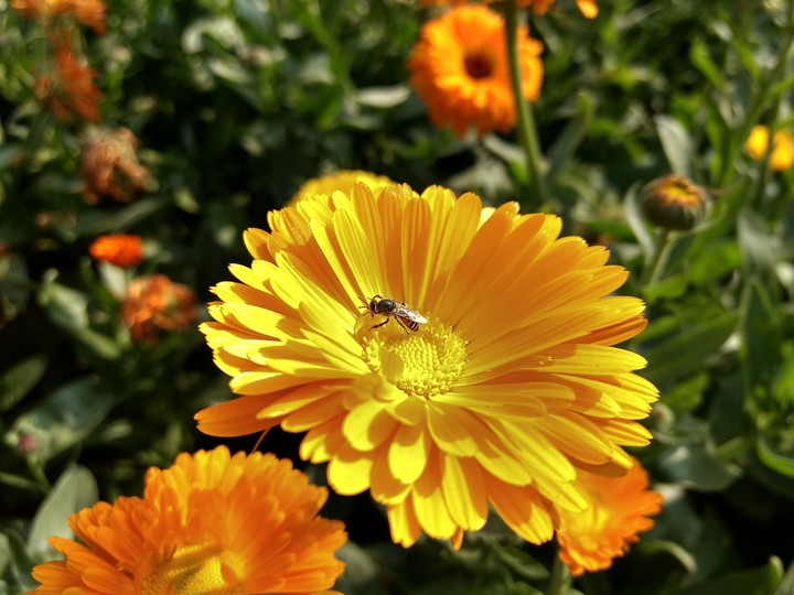 Honey Bee.....