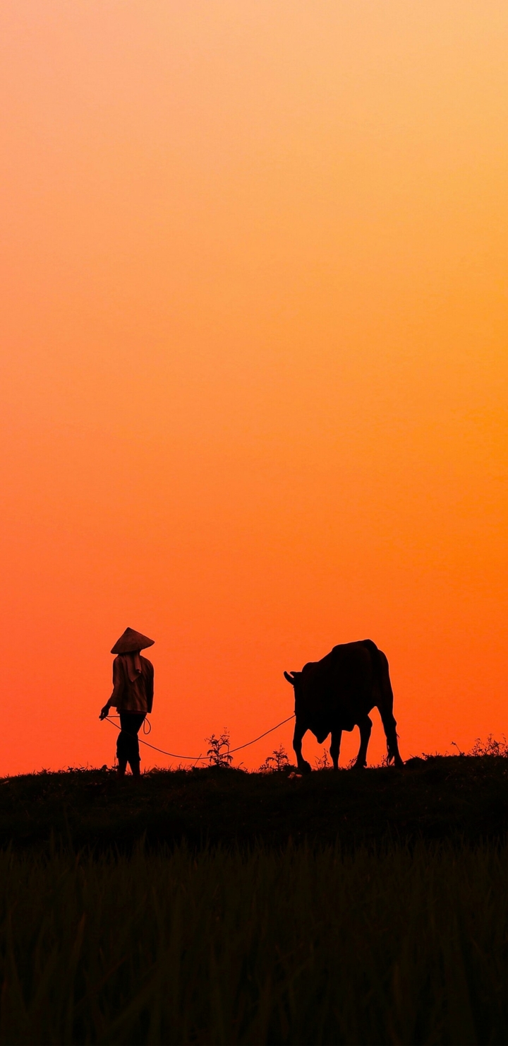 cow in mountain