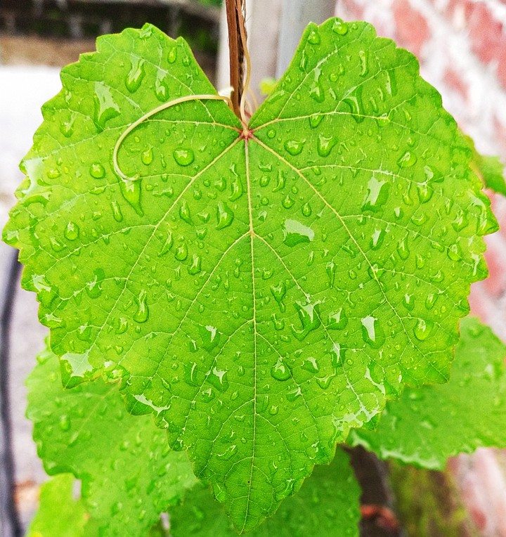green leaf