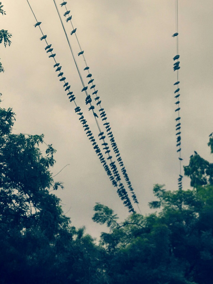 Resting birds