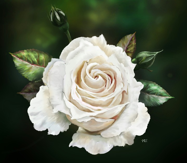 Rose