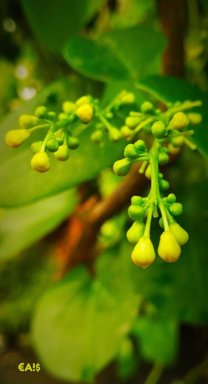 green neture