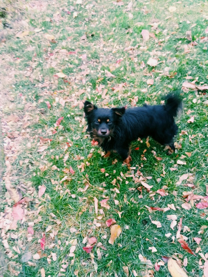 Dog .