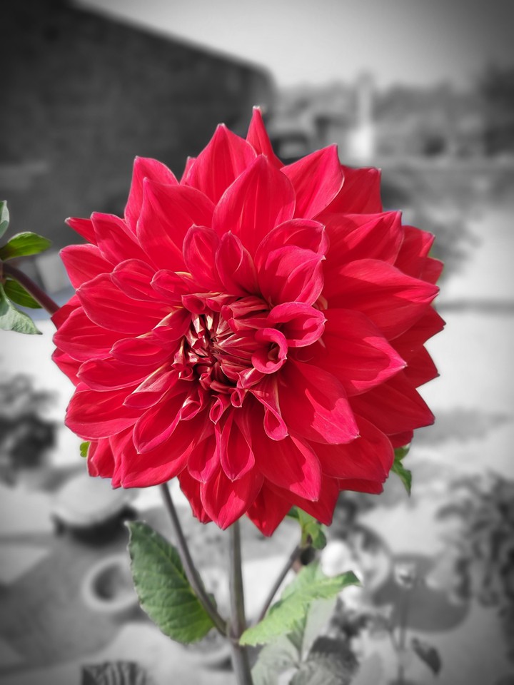 Red Daheliya