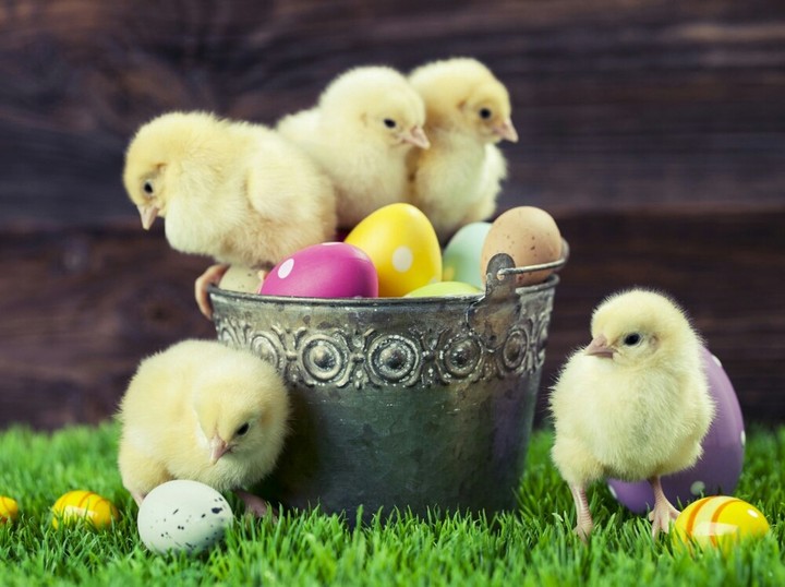 Soft chicks and Easter eggs