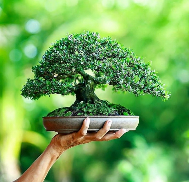 Bonsai