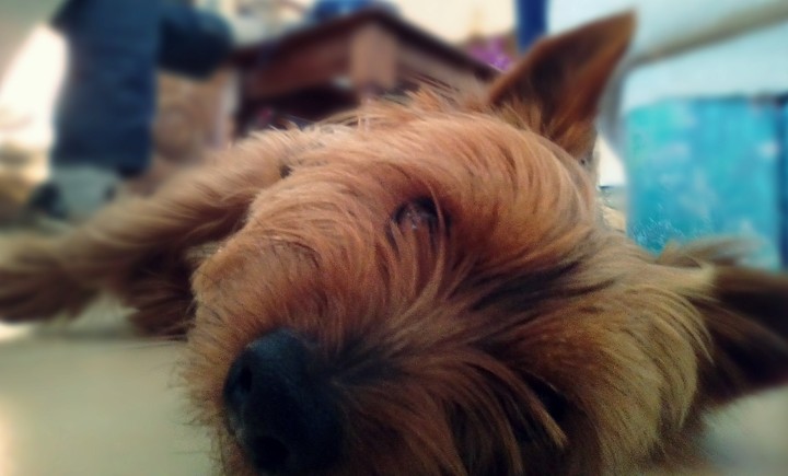 Titou