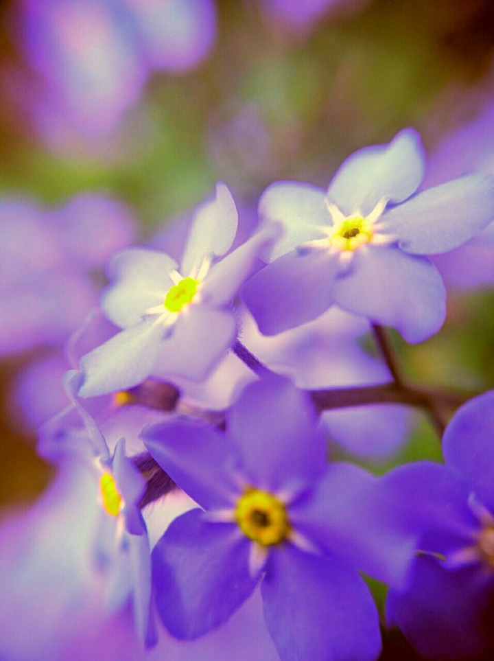 violets