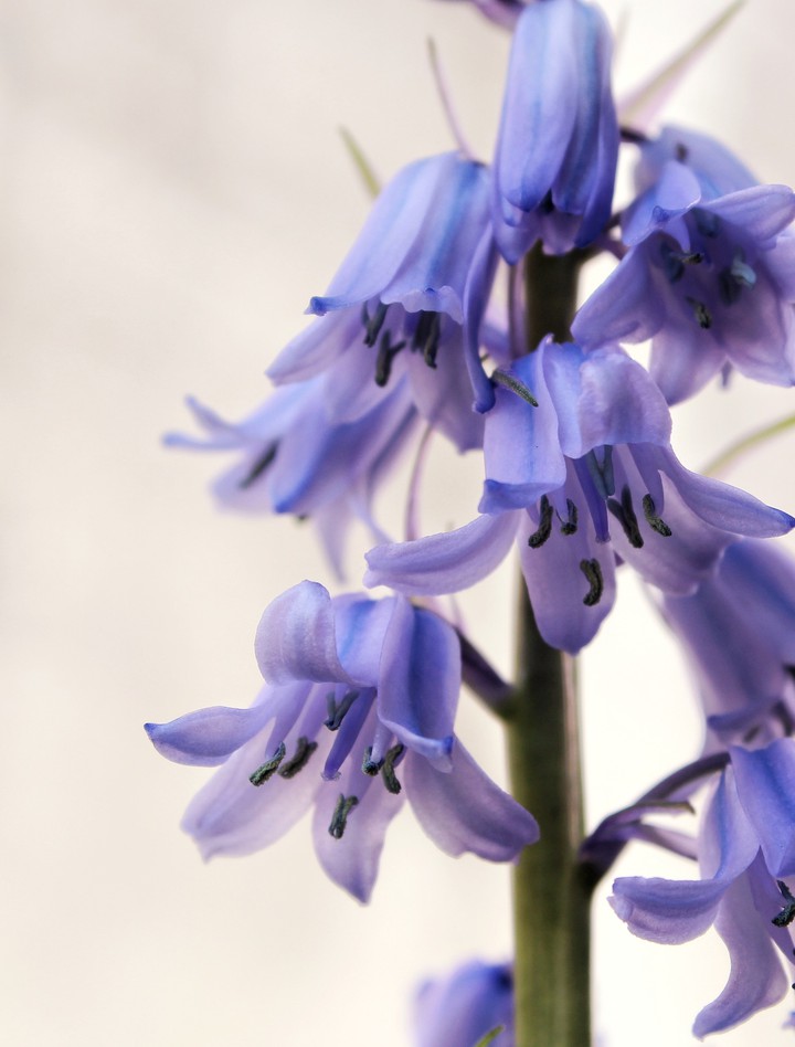 campanula