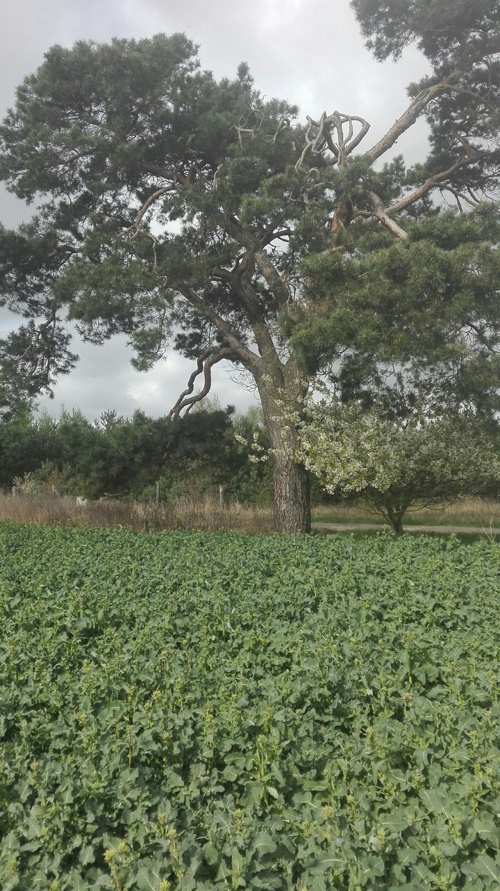 tree looking for brothers