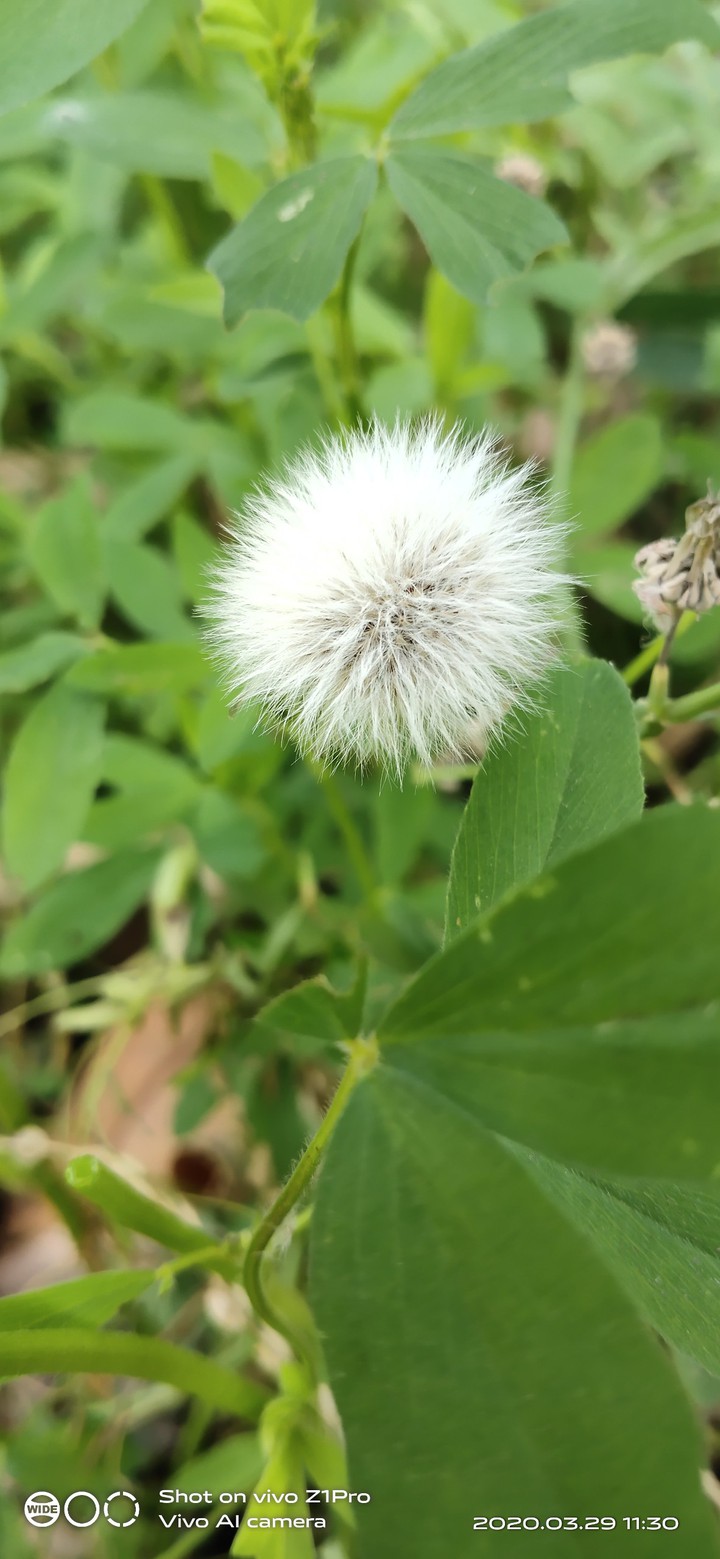 beuty littile plant