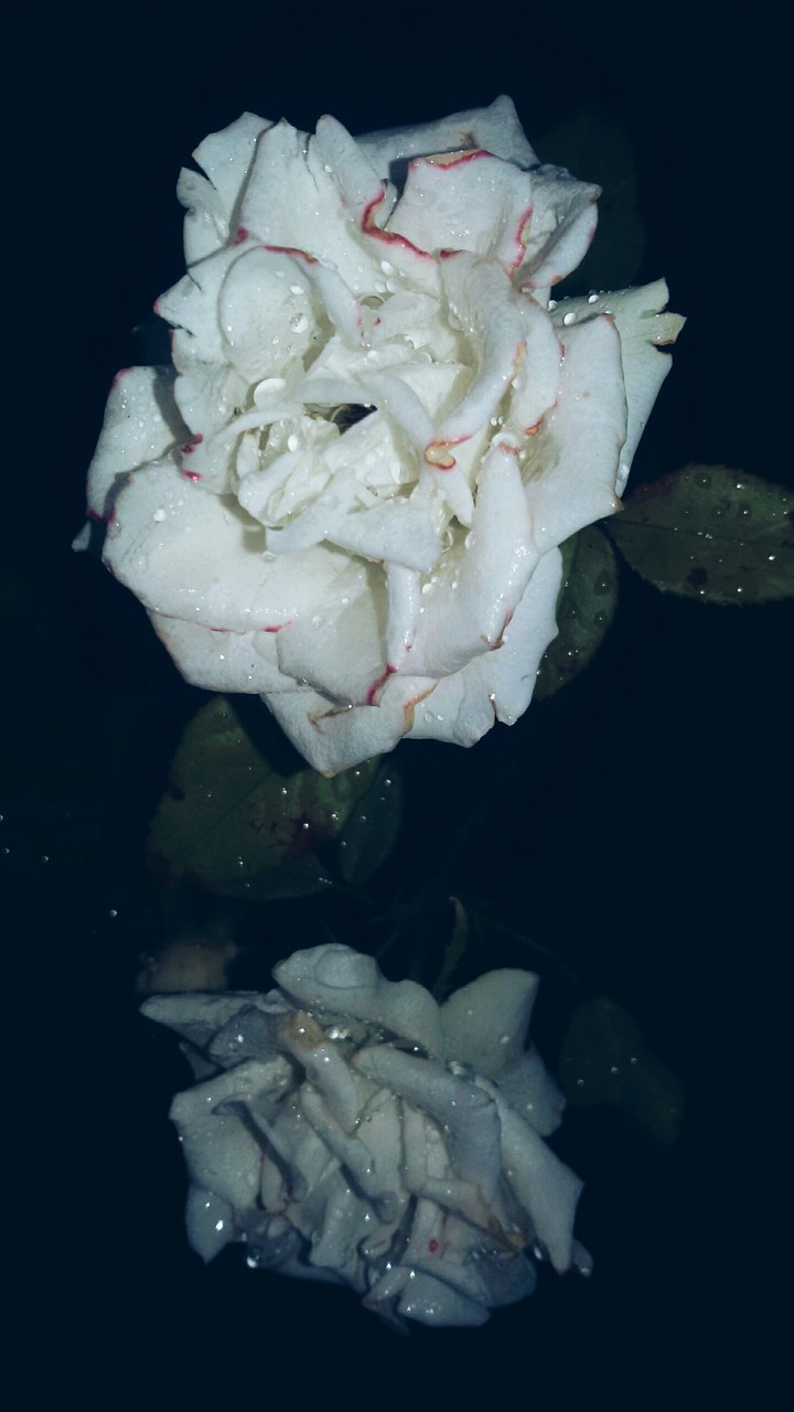 white rainy rose