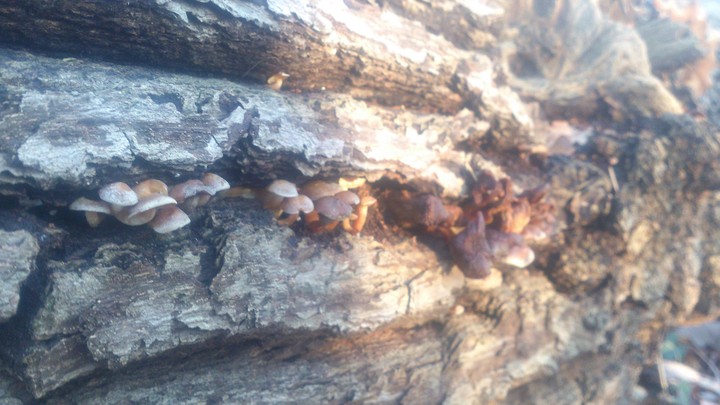 little world