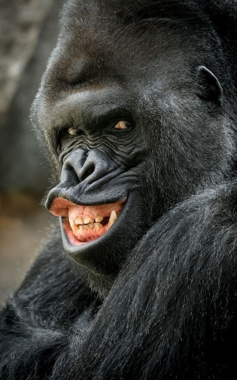 ape
