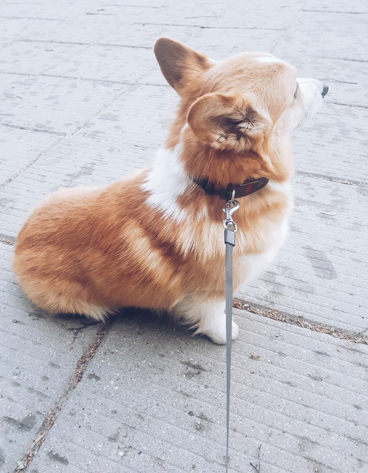 lordly corgi